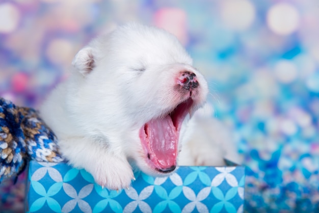 Pequeño cachorro samoyedo blanco esponjoso en una caja de regalo de Navidad delante de un fondo azul brillante