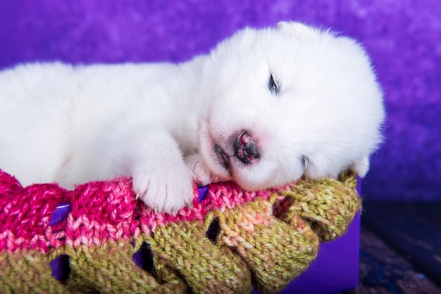 Pequeño cachorro samoyedo blanco esponjoso en una caja de regalo de navidad