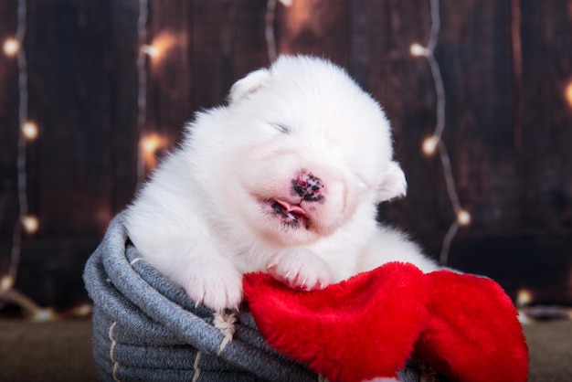 Pequeño cachorro samoyedo blanco esponjoso en una caja de regalo de Navidad