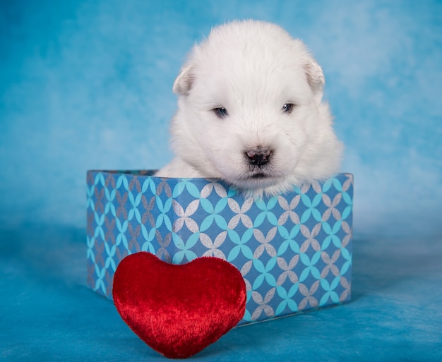 Pequeño cachorro samoyedo blanco esponjoso en una caja de regalo