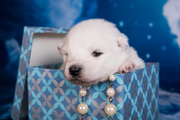 Pequeño cachorro samoyedo blanco esponjoso en una caja de regalo