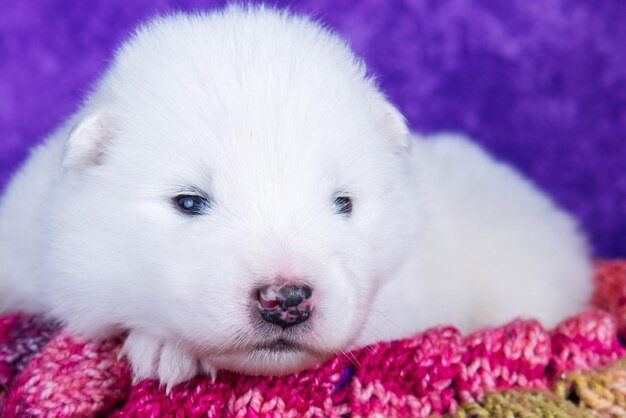 Pequeño cachorro samoyedo blanco esponjoso en una caja de regalo