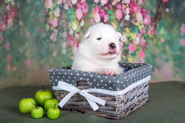 Pequeño cachorro samoyedo blanco esponjoso en una canasta con manzanas