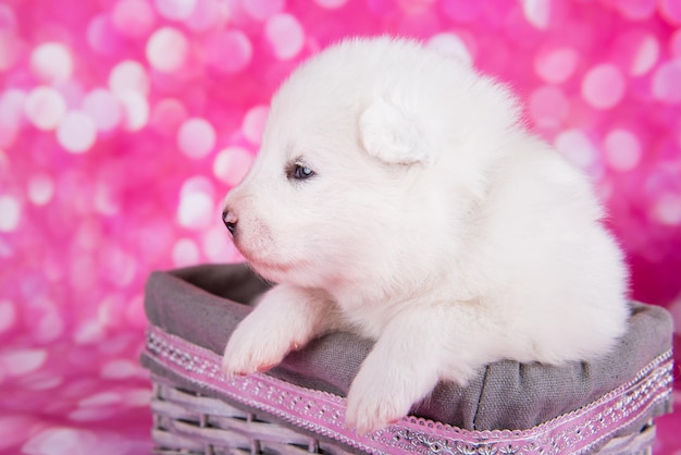 Pequeño cachorro Samoyedo blanco esponjoso en una cesta