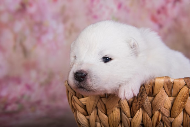 Pequeño cachorro samoyedo blanco esponjoso en una cesta