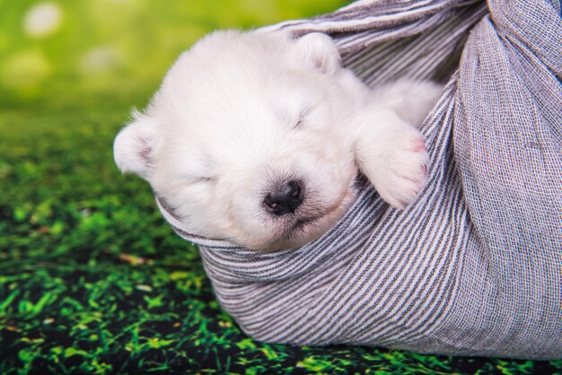 Pequeño cachorro samoyedo blanco y esponjoso de dos semanas de edad está en una bufanda sobre fondo de hierba verde