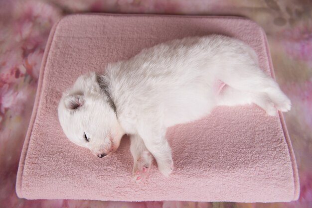 Pequeño cachorro samoyedo blanco esponjoso dos semanas de edad