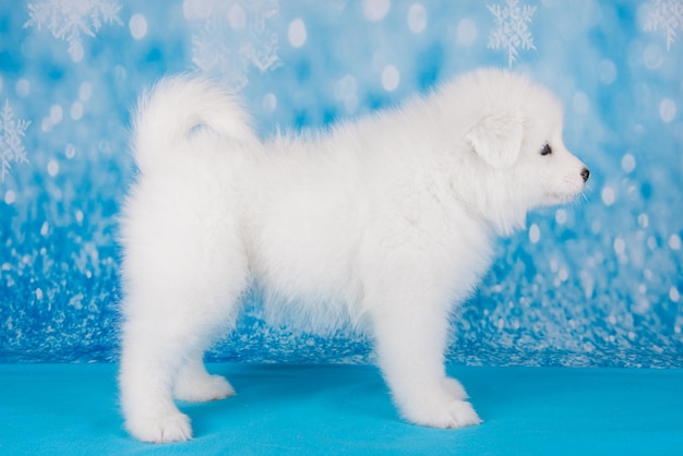 Pequeño cachorro samoyedo blanco esponjoso está de pie sobre una manta azul