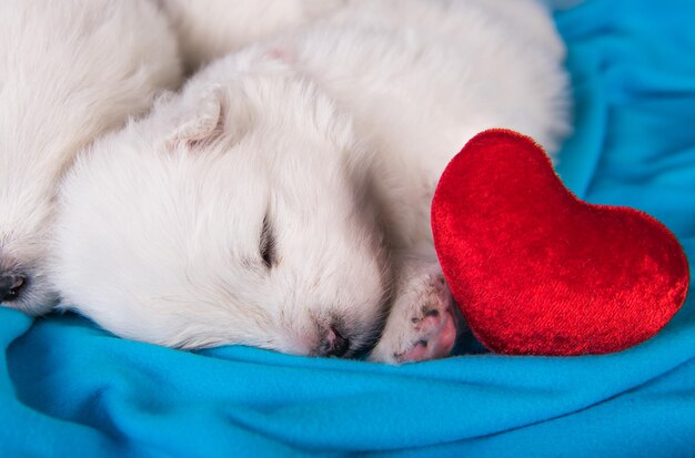 Pequeño cachorro samoyedo blanco y esponjoso está sentado en azul