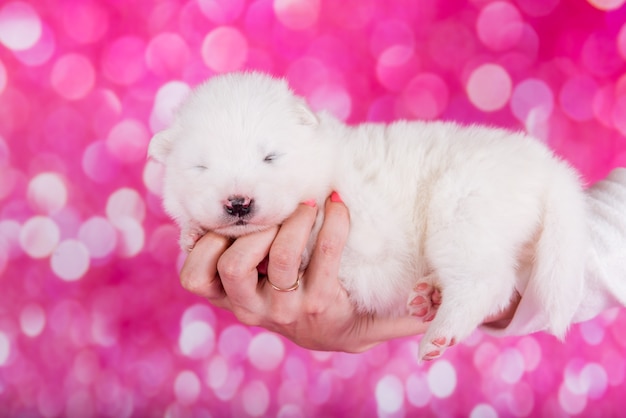 Pequeño cachorro samoyedo blanco esponjoso en mano