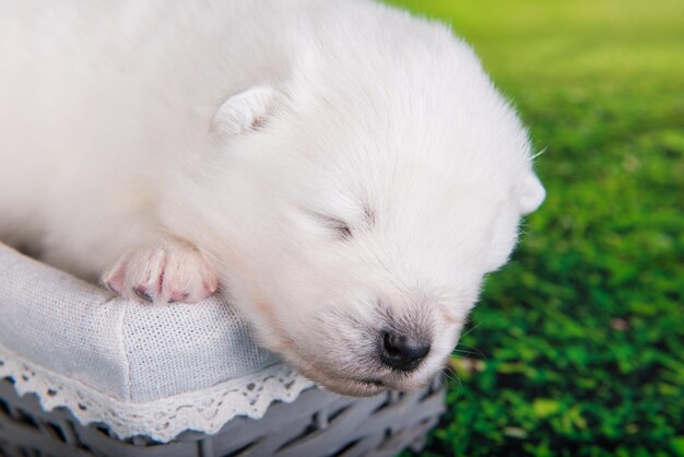 Pequeño cachorro de Samoyedo blanco sobre fondo de hierba verde