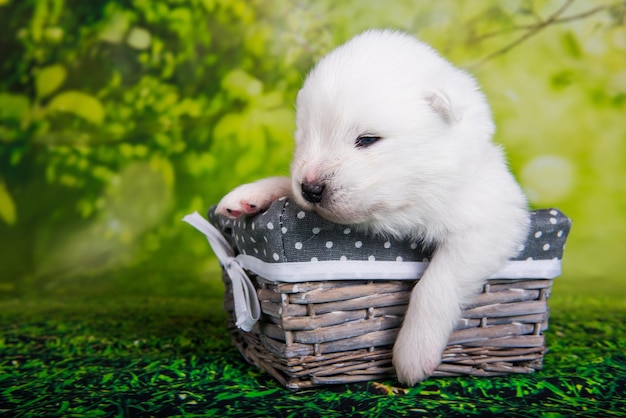 Pequeño cachorro de Samoyedo blanco sobre fondo de hierba verde