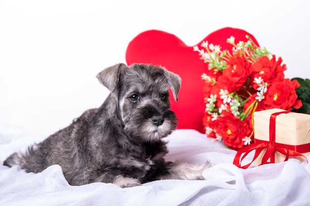 Un pequeño cachorro schnauzer miniatura barbudo acostado en una cama entre flores rojas un corazón un regalo Amor por las mascotas Mascotas favoritas Concepto de San Valentín Cuidado de mascotas