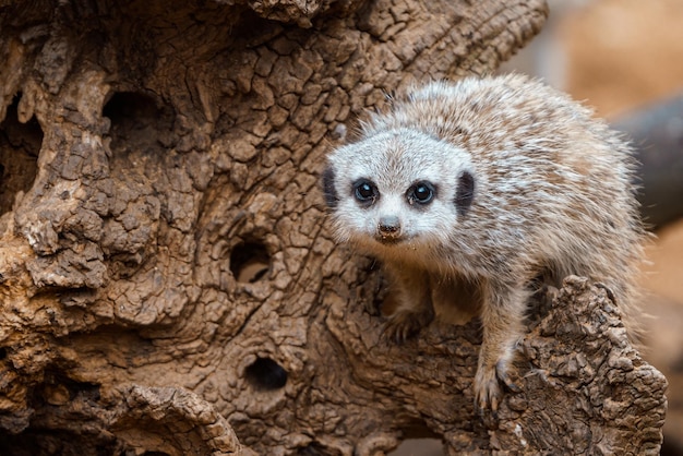 El pequeño cachorro suricata sentado en un tocón de madera