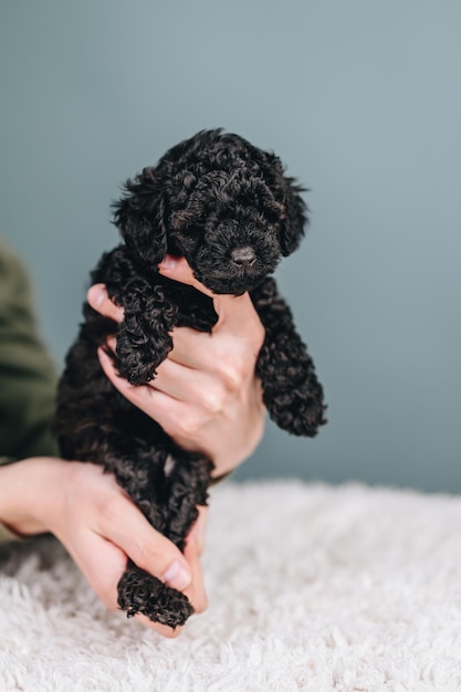 Pequeño cachorro ToyPoodle Color negro Curly Little Dog sobre fondo azul en manos humanas