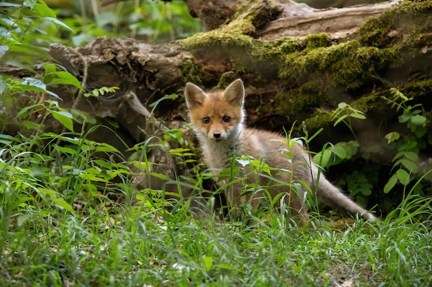 Pequeño cachorro de zorro rojo de pie en el bosque en la naturaleza de verano