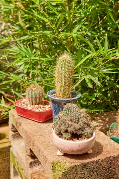 Pequeno cacto no jardim botânico