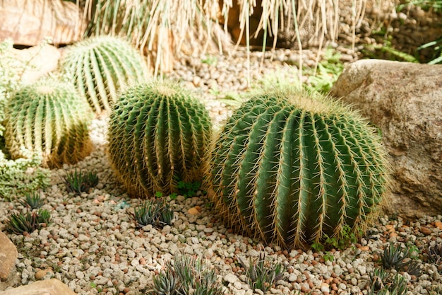 pequeno cacto no jardim