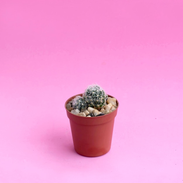 Pequeño cactus casero sobre fondo rosa