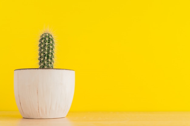 Foto pequeño cactus cereus en maceta en amarillo brillante