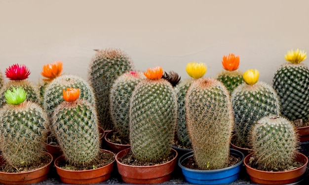 Pequeño cactus colorido en la olla pequeña en una tienda de jardín