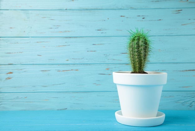 Pequeno cactus em vaso de flores branco em fundo de madeira azul Espaço para texto Vista superior