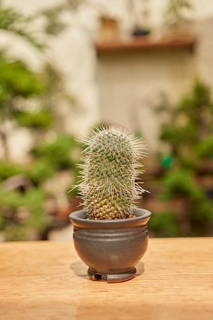 Pequeño cactus en jardín botánico