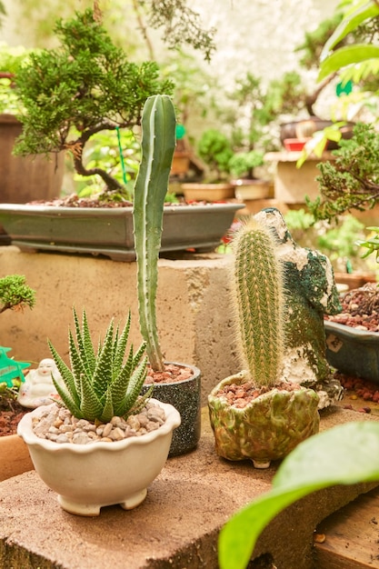 Pequeño cactus en jardín botánico