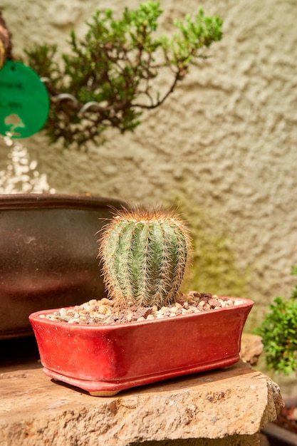 Pequeño cactus en jardín botánico