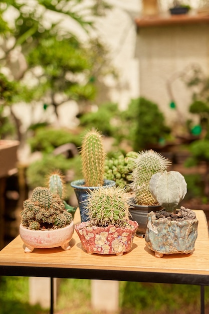 Pequeño cactus en jardín botánico