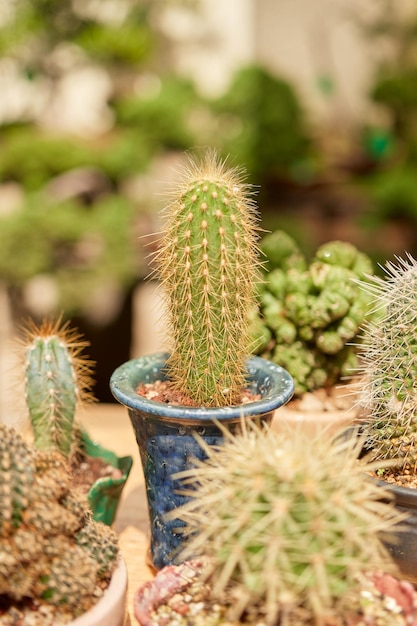 Pequeño cactus en jardín botánico