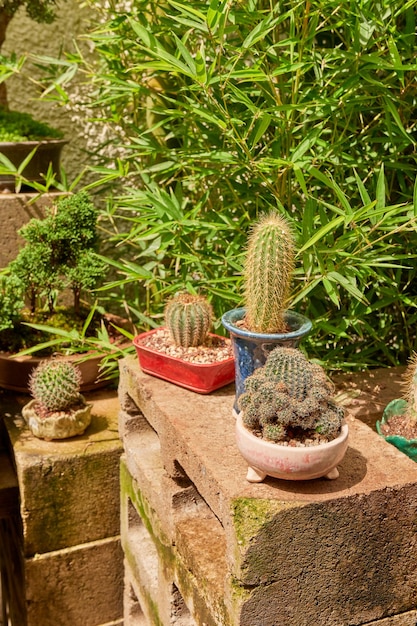 Pequeño cactus en jardín botánico