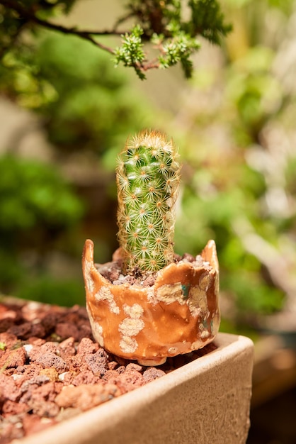 Pequeño cactus en jardín botánico