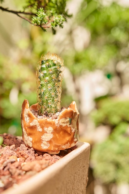 Pequeño cactus en jardín botánico