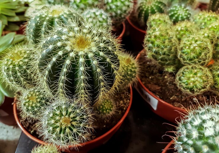 Pequeño cactus en maceta. Jardín de plantas de cactus suculentas