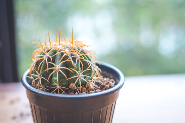 Pequeño cactus en una maceta junto a la ventana.