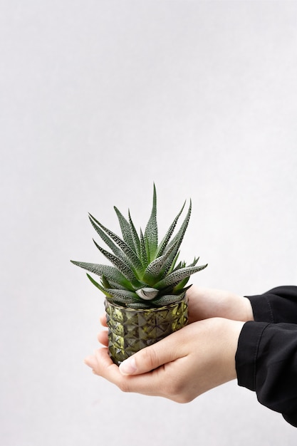 Pequeño cactus en maceta de vidrio en manos de niña en pared dray en la habitación. Jardinería casera. Planta de cactus en maceta en maceta verde para la decoración del hogar con espacio de copia.