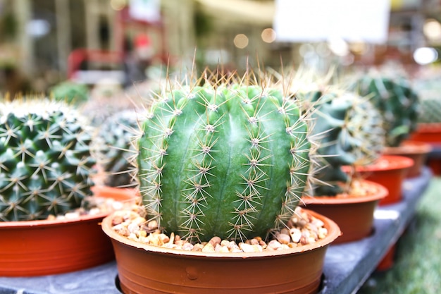 Pequeño cactus en una maceta