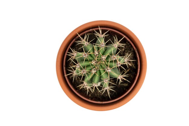 El pequeño cactus en la maceta