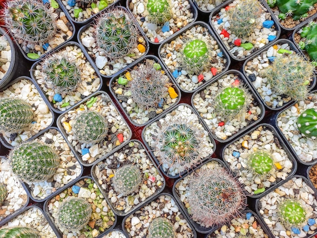 Pequeño cactus muchas plantas en una cesta