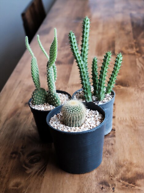 Pequeño cactus en una olla, estilo vintage