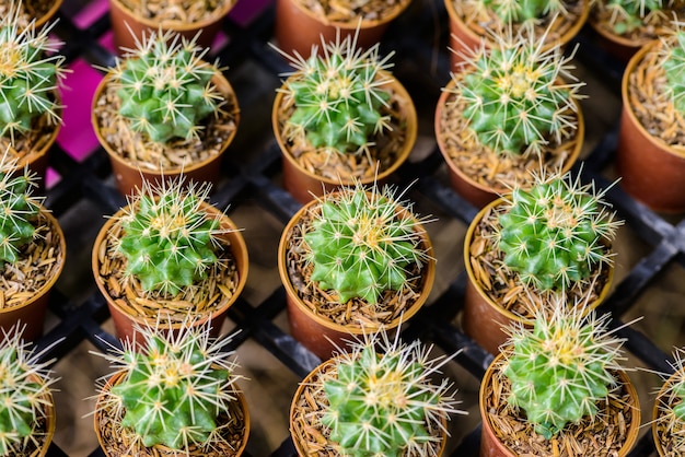 Pequeño cactus en una olla