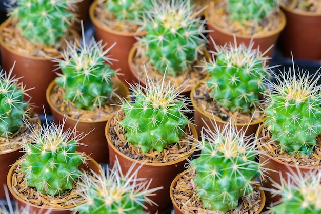 Pequeño cactus en una olla