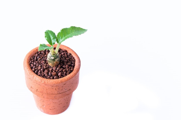 pequeño cactus en ollas de arcilla sobre fondo blanco Dorstenia foetida