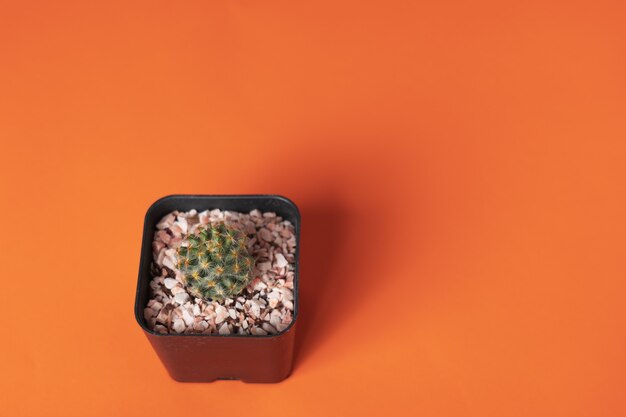 Un pequeño cactus que está sobre un fondo naranja brilla del otro lado.
