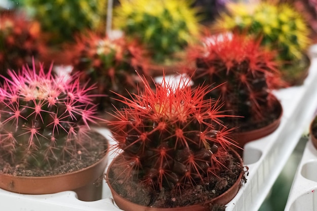 Pequeño cactus rojo en una olla de cerca