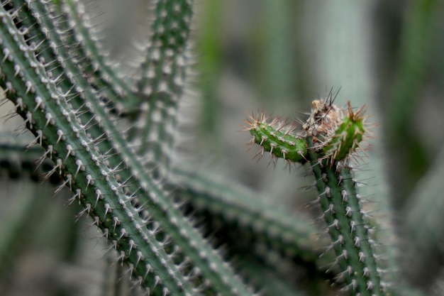 un pequeño cactus con sus diminutas espinas