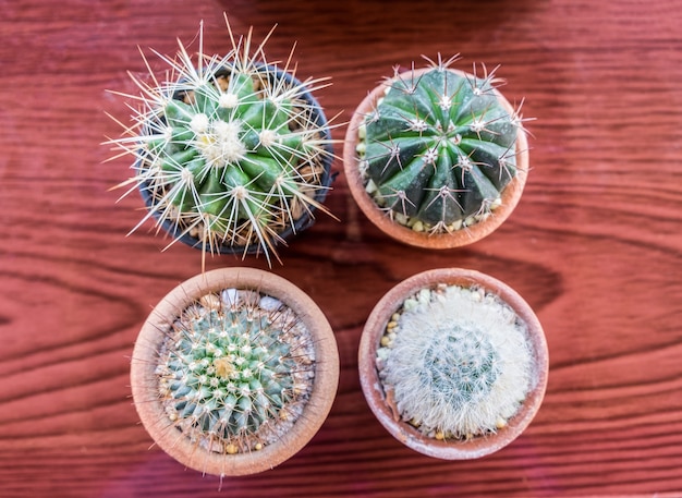 Pequeño cactus varias especies en jarrón, vista superior, endecha plana