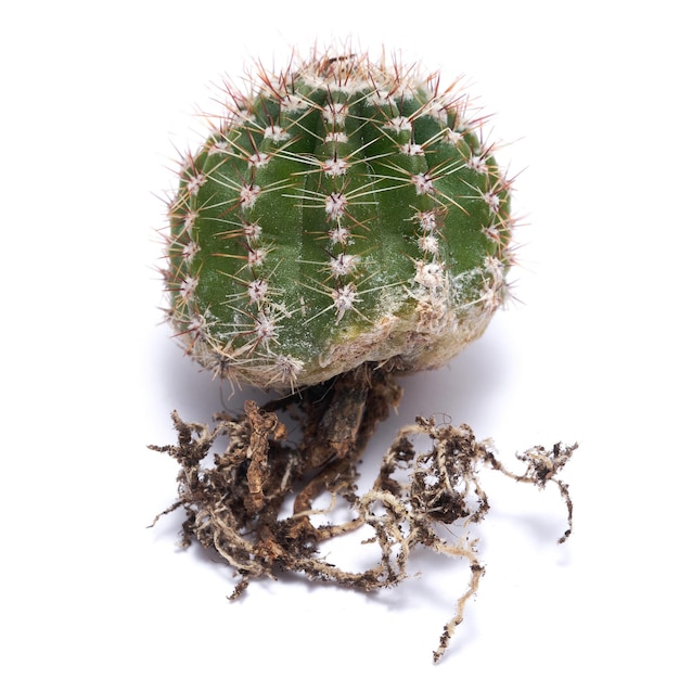 Pequeño cactus verde con raíces fuertes aislado sobre fondo blanco.