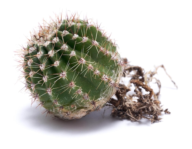 Pequeño cactus verde con raíces fuertes aislado sobre fondo blanco.